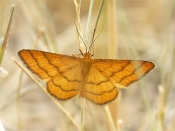 Idaea aureolaria D. & S. adulte - Claire Hodd