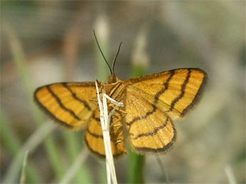 Idaea aureolaria D. & S. adulte - Claire Hodd