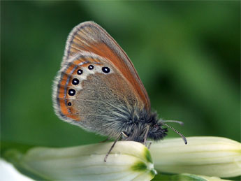 Coenonympha gardetta Prun. adulte - Claire Hodd