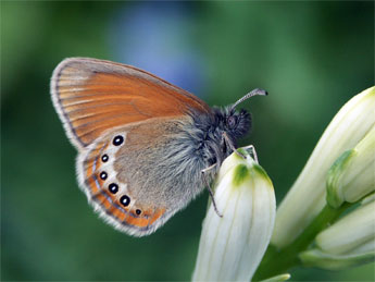 Coenonympha gardetta Prun. adulte - Claire Hodd