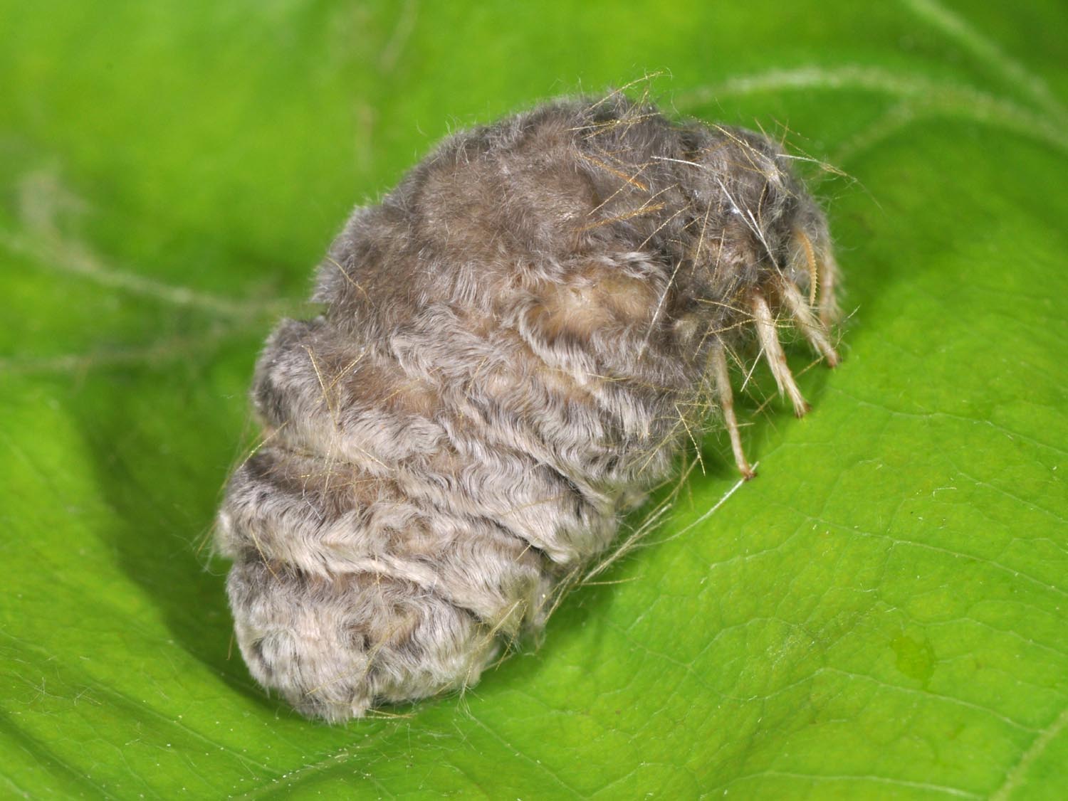 lepinet.fr - Orgyia recens - La Soucieuse