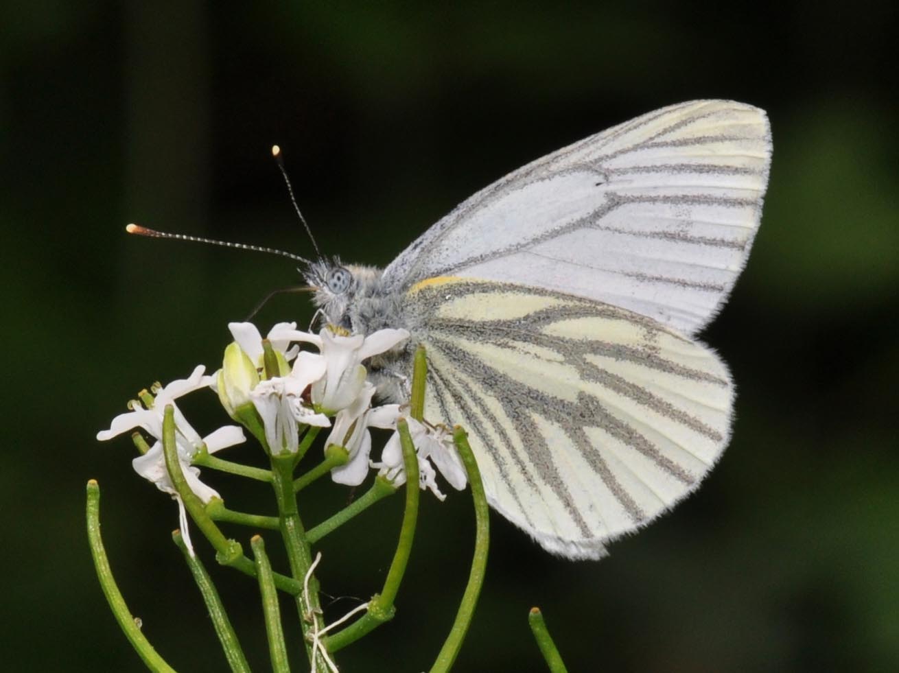 Lepinet fr Pieris Napi La Pi ride Du Navet Lepinet fr Pieris Napi La Pi ride Du Navet
