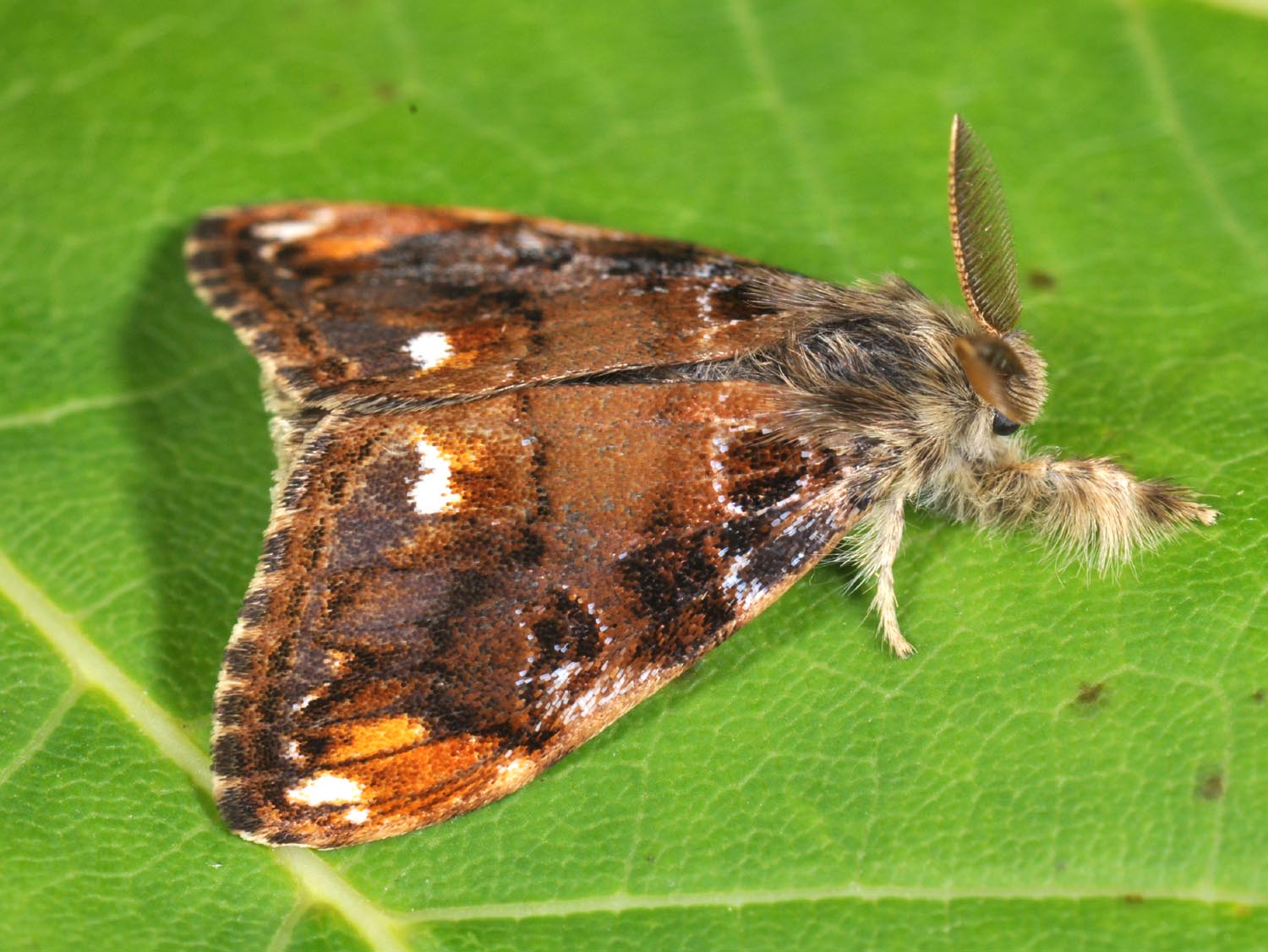 lepinet.fr - Orgyia recens - La Soucieuse