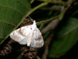 La Nole blanchâtre - Meganola albula