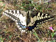 Le Machaon - Papilio machaon