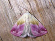La Noctuelle purpurine - Eublemma purpurina